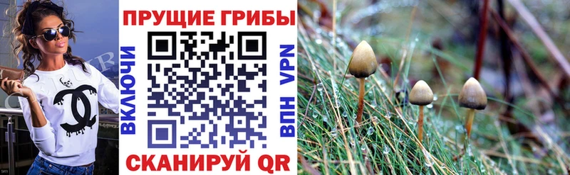 Псилоцибиновые грибы мицелий  что такое   Асино 